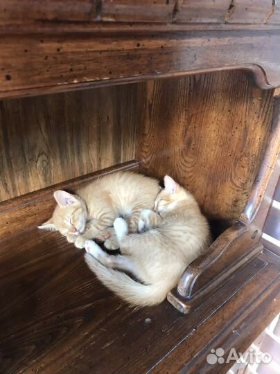 Котята бесплатно в добрые руки