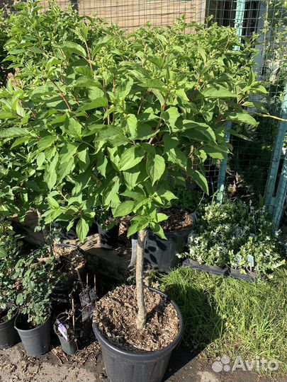 Гортензия на штамбе