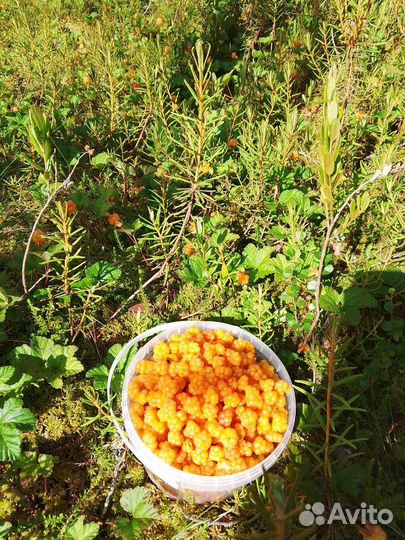 Продам морошку