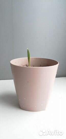 Финиковая пальма