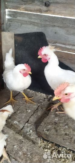 Петушок молодой2,5 месяца