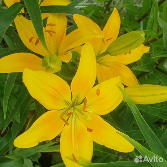 Многолетники для сада цветы