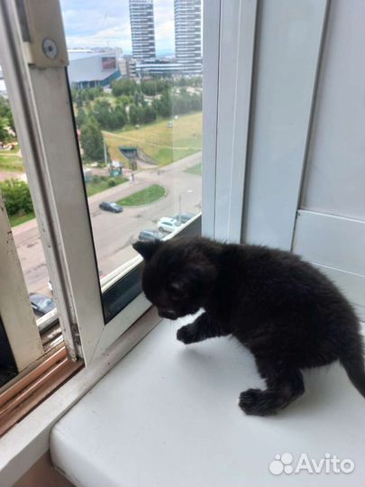 Отдаём котенка бесплатно (девочка)