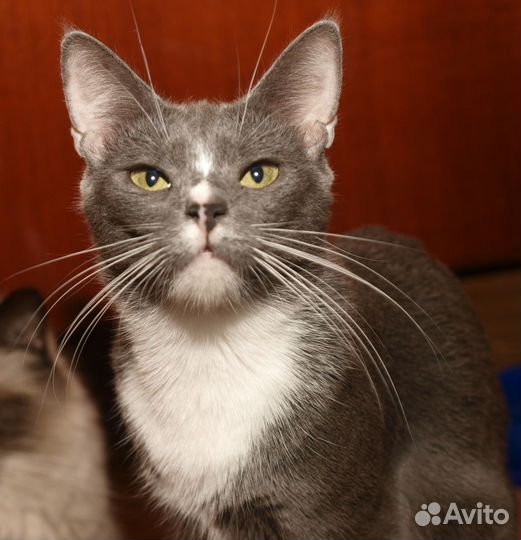 Голубая кошка британская кошка Люси (метис)