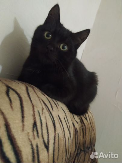 Кошка в дар