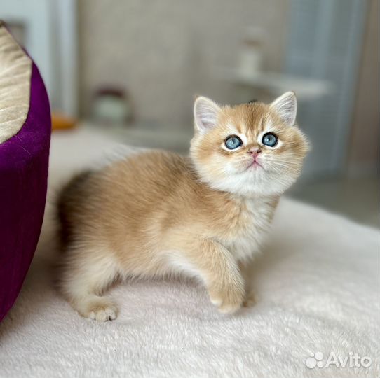 Британский малыш в любимцы или разведение