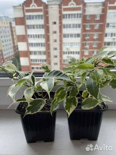 Фикус бенджамина