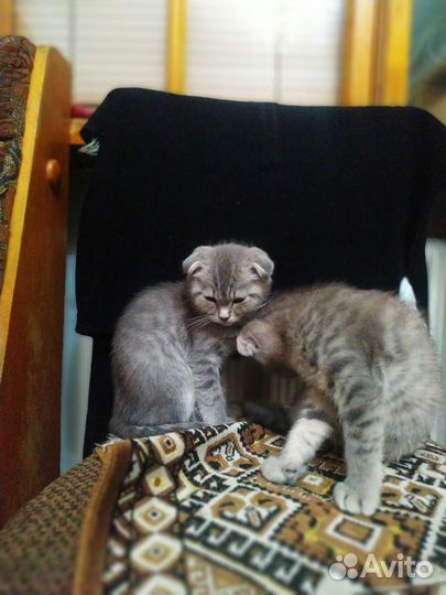 Вислоухие котята