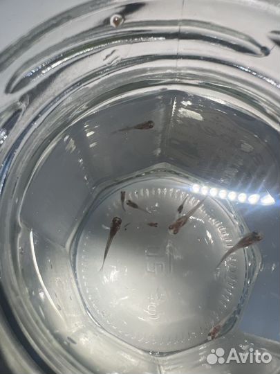 Гуппи мальки 9 шт