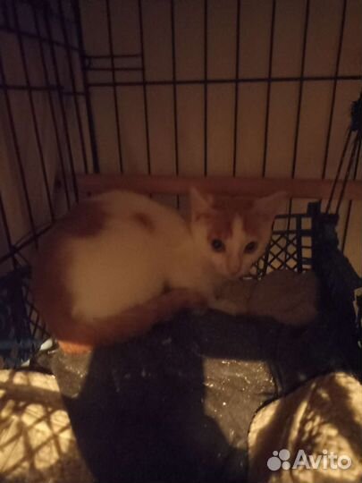 16 котят ищут надежных хозяев