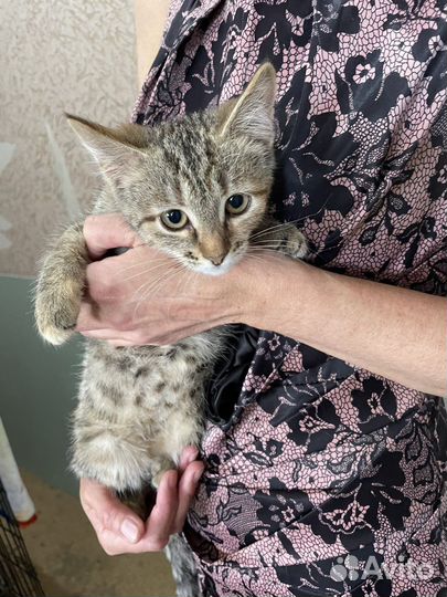 Котенок мурчалка в добрые руки