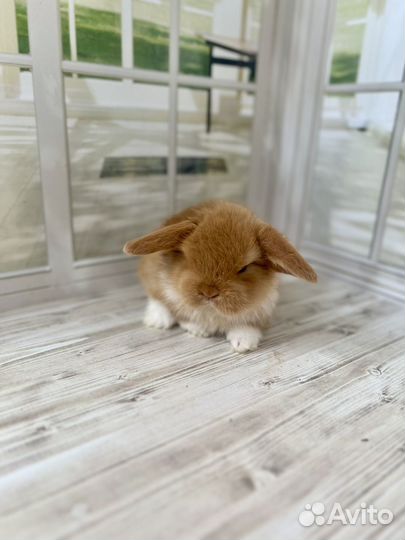 Минилопы чистопородные