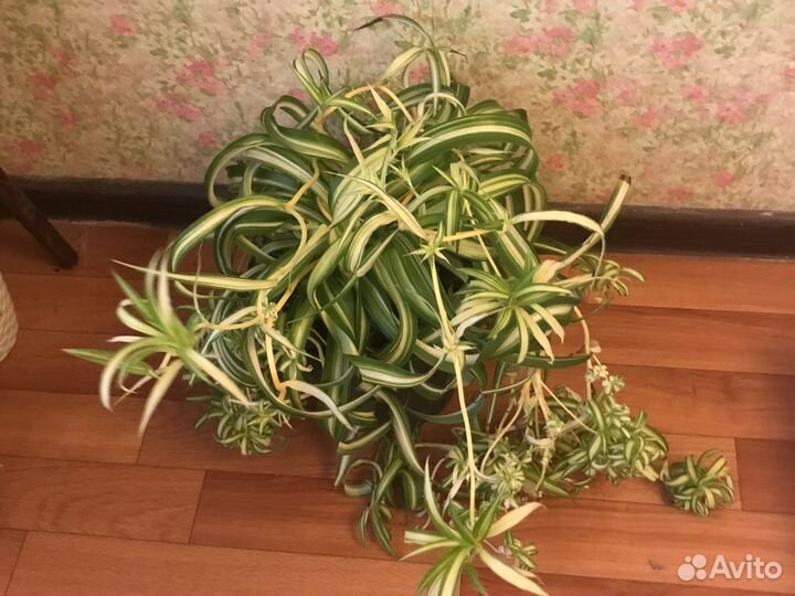 Хлорофитум кудрявый