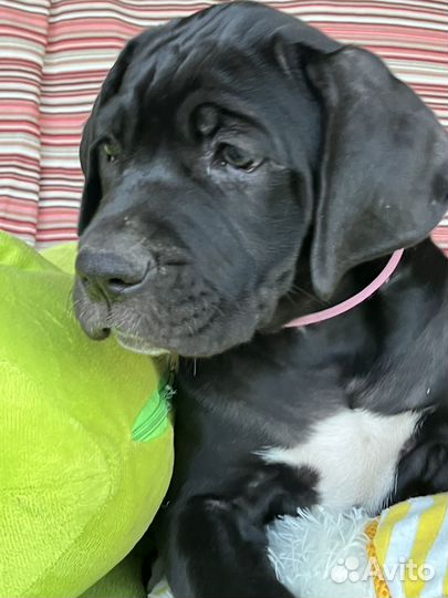 Кане корсо 2,5 месяца