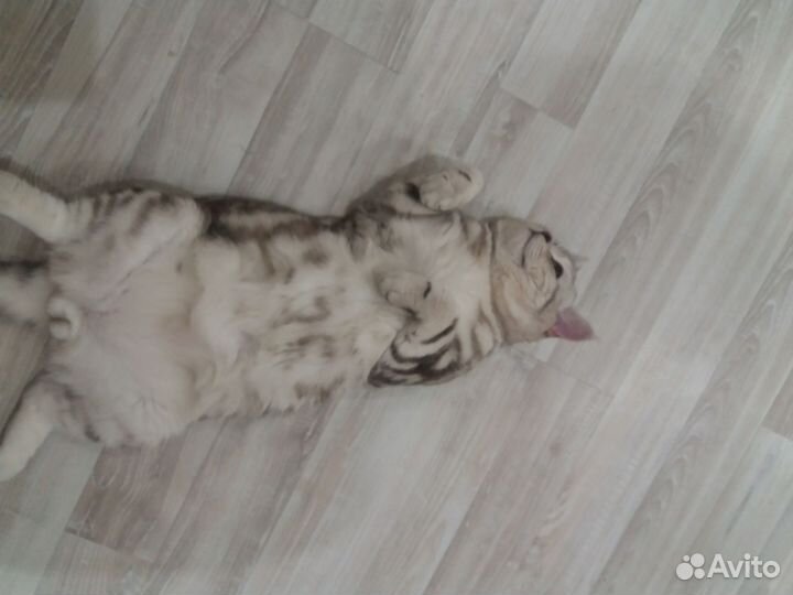 Вязка Шотландский кот