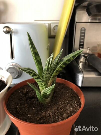 Суккуленты Алоэ тигровое (Aloe Variegata)