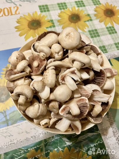 Грибы шампиньоны свежие луговые