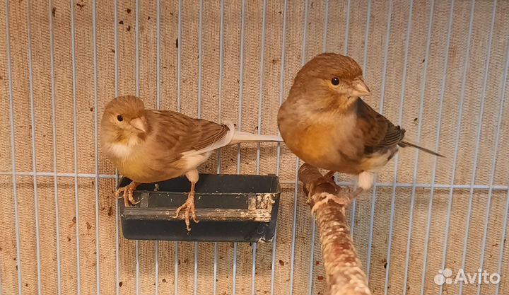 Кенар и канарейки