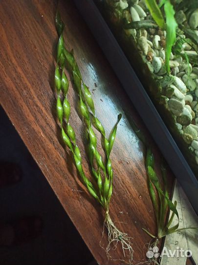 Улитки, валиснерия, криптокарина