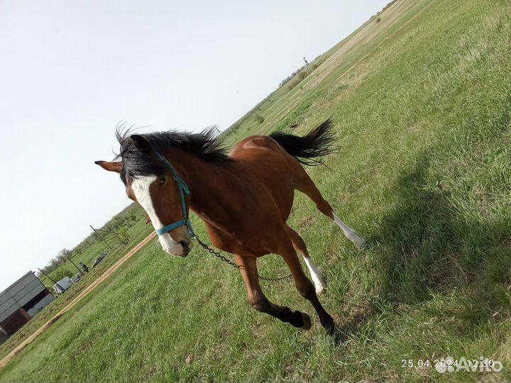 Продаётся жеребец