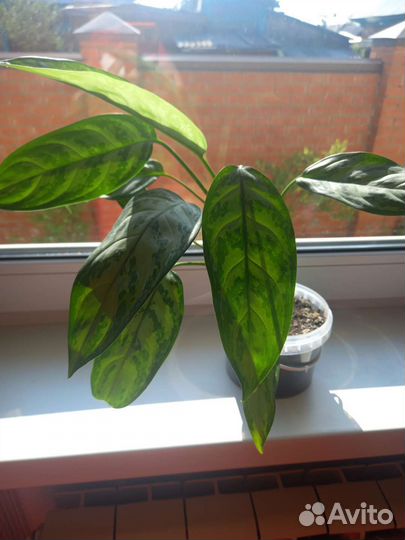 Аглаонема Сильвер Кинг