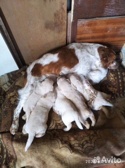 Собака. бесплатно