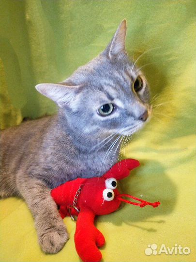 Котик в добрые руки