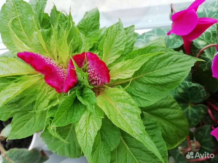 Целозия гребенчатая