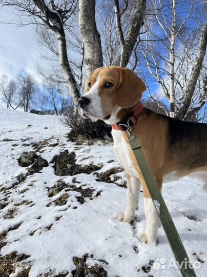 Вязка кобель бигль