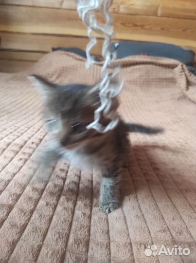 Котята в хорошие руки