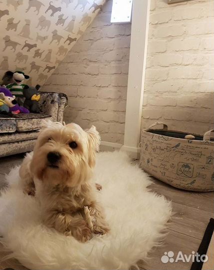 Передержка для собак и кошек