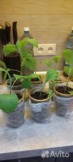 Рассада баклажан