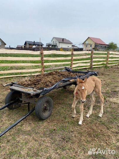 Конский навоз