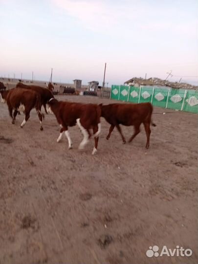 Бычки и телки