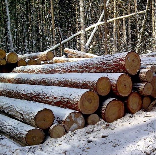 Бревна лиственницы