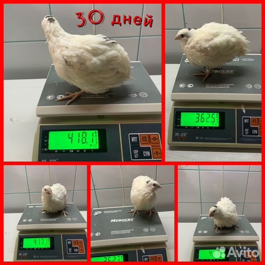 Инкубационное яйцо перепела *BigQuail