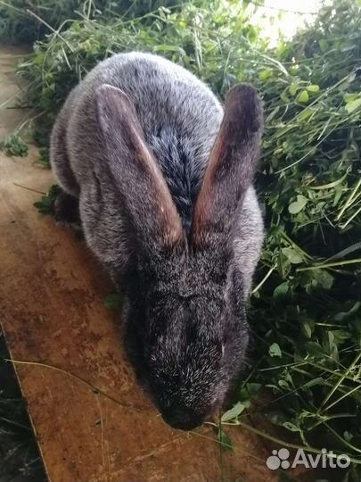 Кролики мясных пород