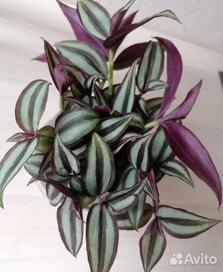 Традесканция зебрина