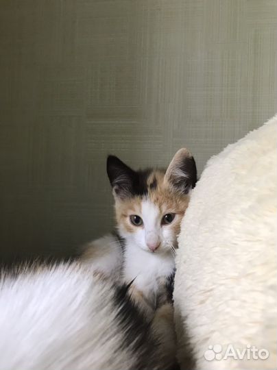 Котенок девочка бесплатно