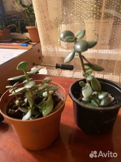 Денежное дерево толстянка