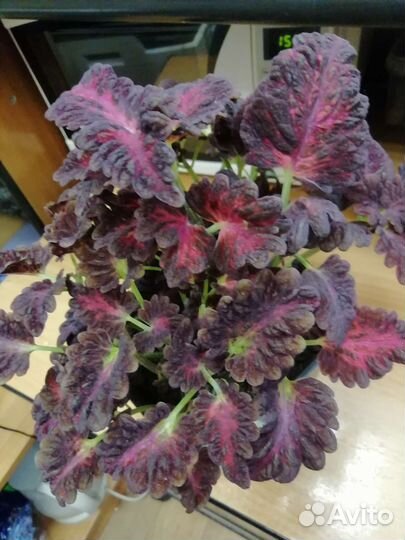 Колеус черный дракон в горшке