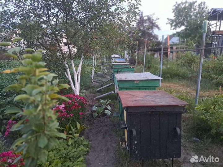 Ульи с пчёлами