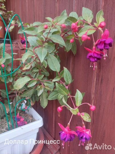 Фуксия, укорененные черенки сортовых фуксий