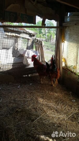 Петушки породестые