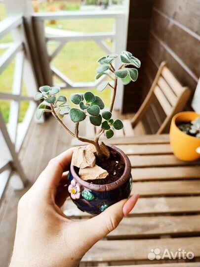 Аихризон дерево любви. Бонсай