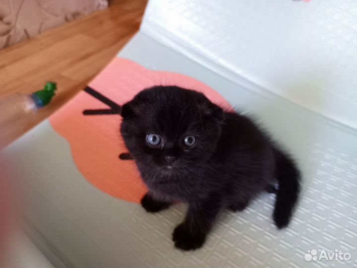 Шотландская вислоухий кот