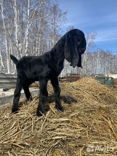 Козлик камори нубийский 50/50