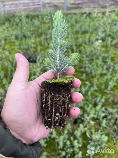 Зкс и окс Сосна Ель Лиственница сеянцы Голуб горн