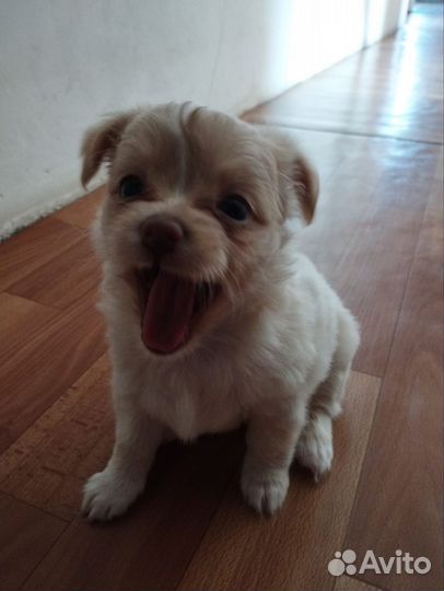 Щенки чихуахуа длинношерстные