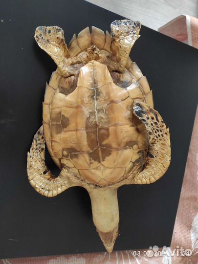 Чучело черепахи